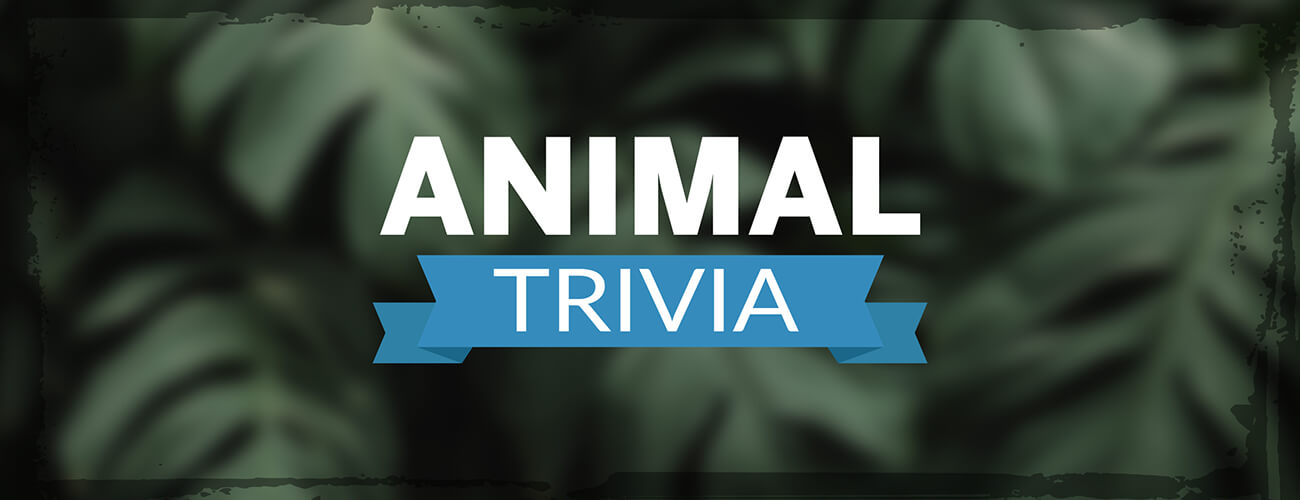 Animal Trivia HTML5 Game